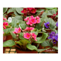 African Violet Pots Print by CaroleArt African Violet Pots Print