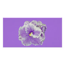 African Violet Purple photo cards