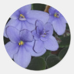 African violet sticker