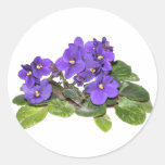 African violet stickers
