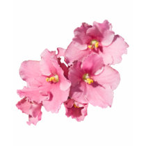 African Violet t-shirts