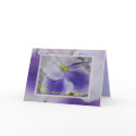 African Violets cards by ggbythebay African Violets cards