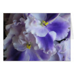 African Violets Cards