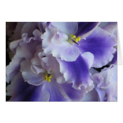 African Violets Card by ggbythebay