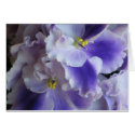 African Violets cards by ggbythebay African Violets cards