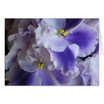 African Violets cards
