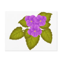 African Violets Magenta postcards