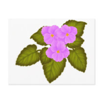 African Violets Pink postcards