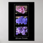 African Violets Poster