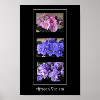African Violet Posters | Zazzle