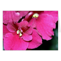 African Violets: Up Close & Personal cards