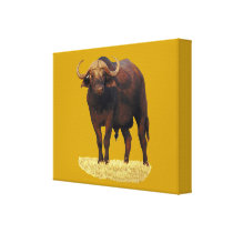 African Water Buffalo Gallery Wrap Canvas