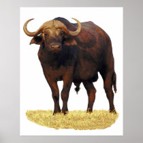 African Water Buffalo Poster 32 x 40"