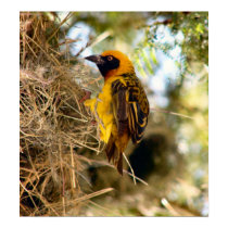 African Weaver at Nest posters