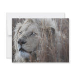 African white lion resting custom invitations