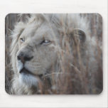 African white lion resting mousepad