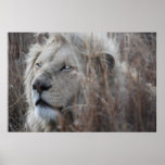 African white lion resting posters