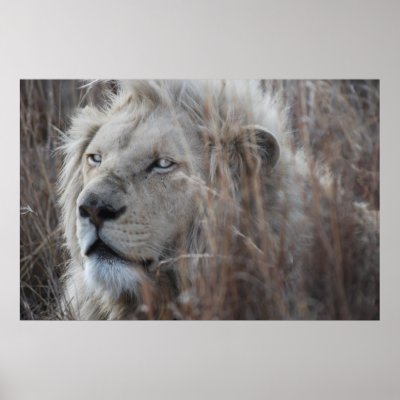 African white lion resting posters by laureenr