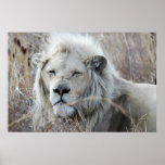 African white lion resting print