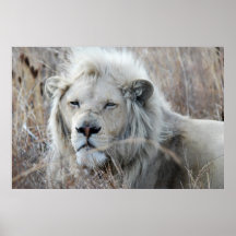 African white lion resting print