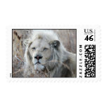 African white lion resting stamp