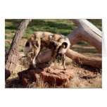 African Wild Dog 002 Card