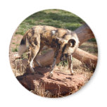 african-wild-dog-002 refrigerator magnets