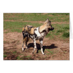 African Wild Dog 003 Card