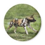 african-wild-dog-004 refrigerator magnet