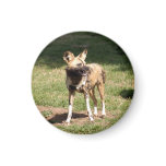 african-wild-dog-005 refrigerator magnets