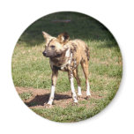 african-wild-dog-006 fridge magnet