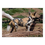 African Wild Dog 007 Card