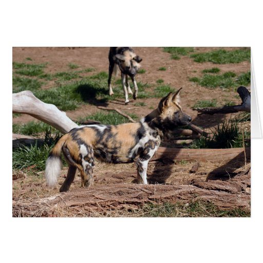 African Wild Dog 008 Card