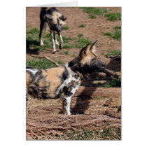 african-wild-dog-008 cards