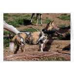 African Wild Dog 009 Card