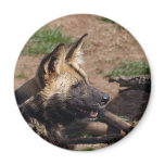 african-wild-dog-009 fridge magnets