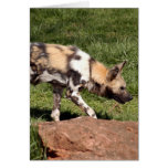 african-wild-dog-010 cards