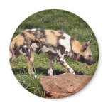 african-wild-dog-010 fridge magnet