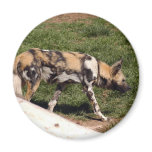 african-wild-dog-011 refrigerator magnet