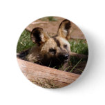 african-wild-dog-012 buttons