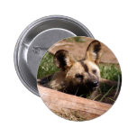 african-wild-dog-012 buttons