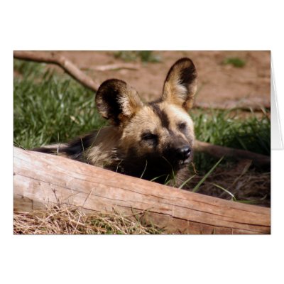 African Wild Dog 012 Card by NatureByDesign