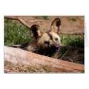 African Wild Dog 012 Card