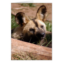 african-wild-dog-012 cards