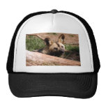 african-wild-dog-012 hat