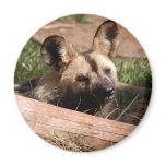 african-wild-dog-012 magnets