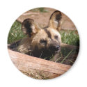 african-wild-dog-012 magnets