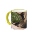 african-wild-dog-012 mugs