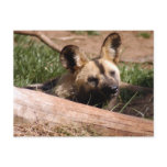 african-wild-dog-012 post card