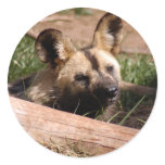 african-wild-dog-012 sticker